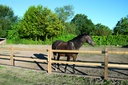 PRAIRIE PAARDENOMHEINING