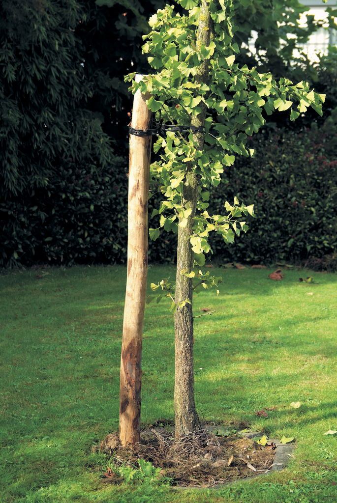 KASTANJE PAAL 200CM DIA 8-10CM