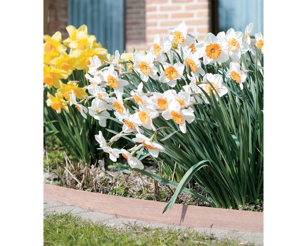 [8401*] AZOBÉ LAMELLES 10X100MM